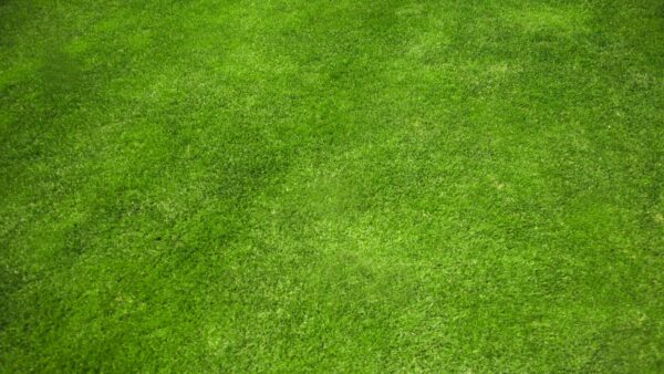 Choosing The Right Turf Colorant For Your Needs